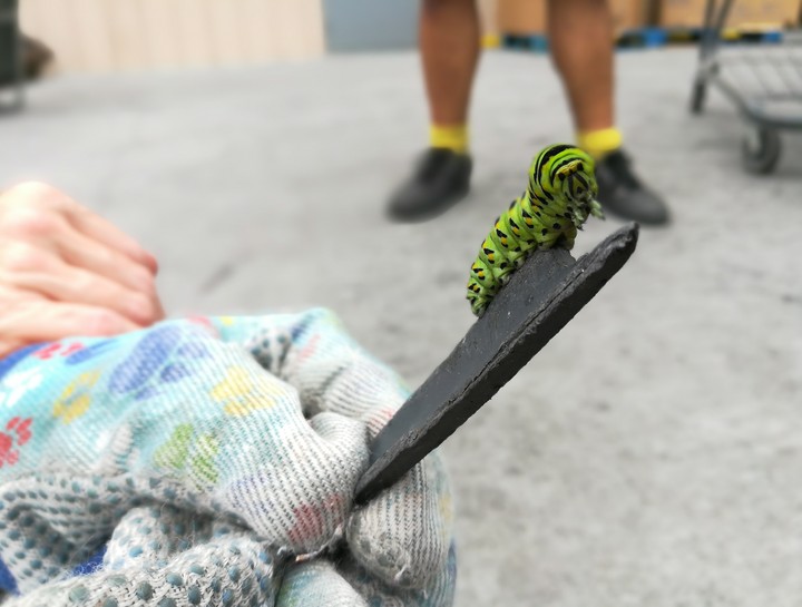 beautiful green caterpillar