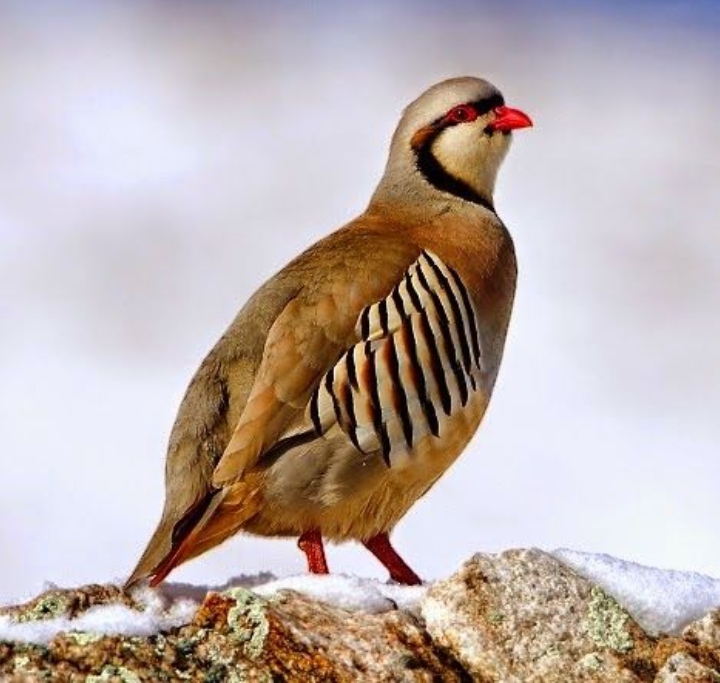 chukar (National Bird of Pakistan)