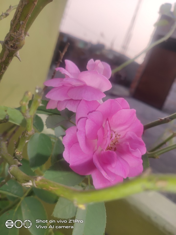 pink rose