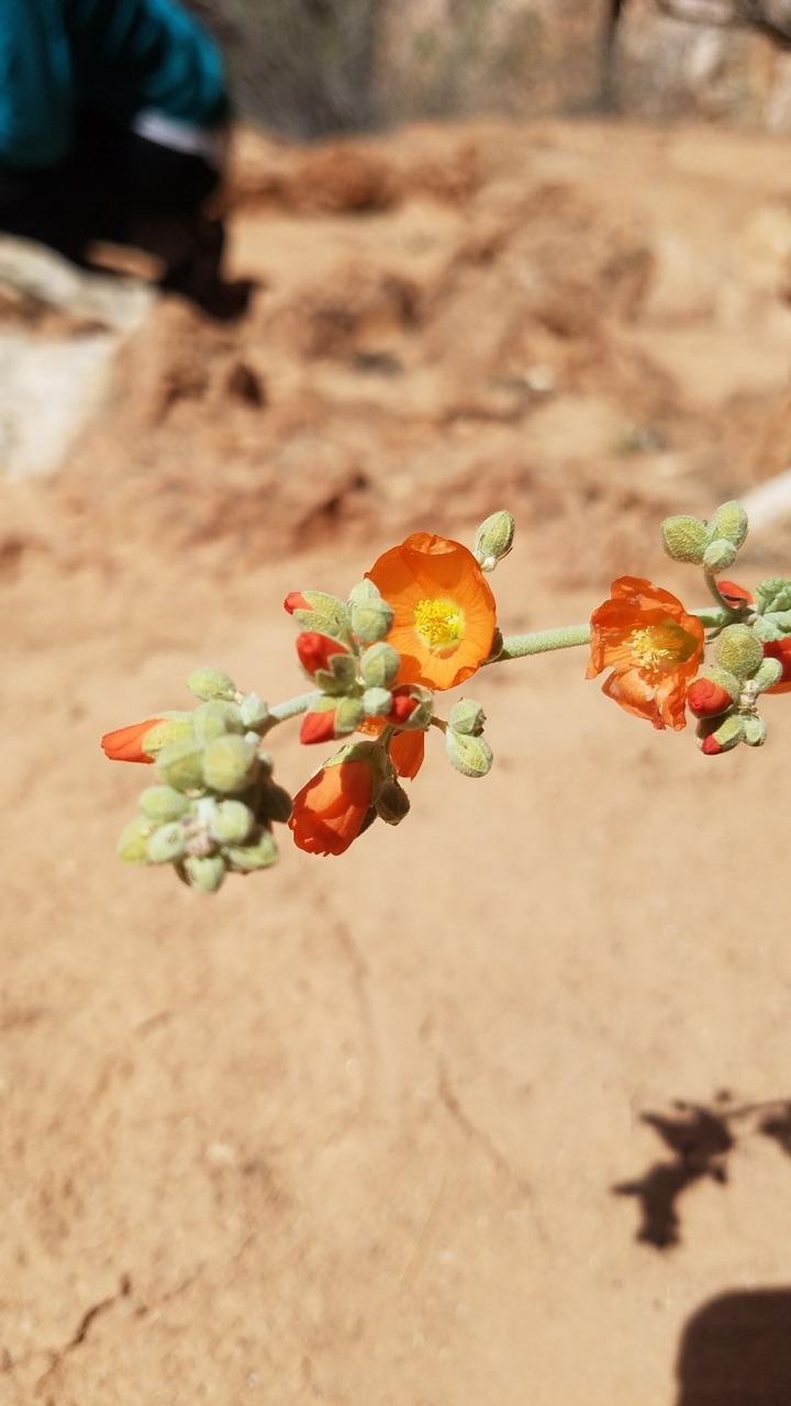 Flower.