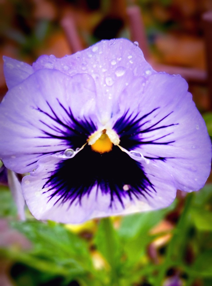 Purple Pansy