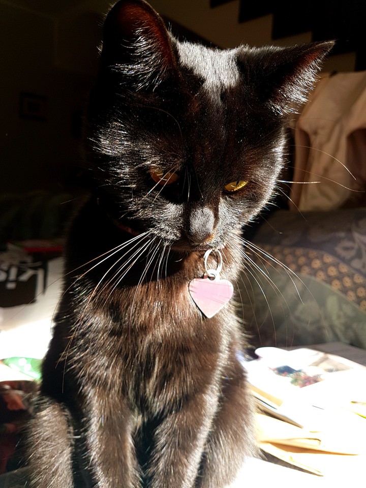 Purrfect Sunshine