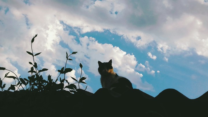кот на крыше