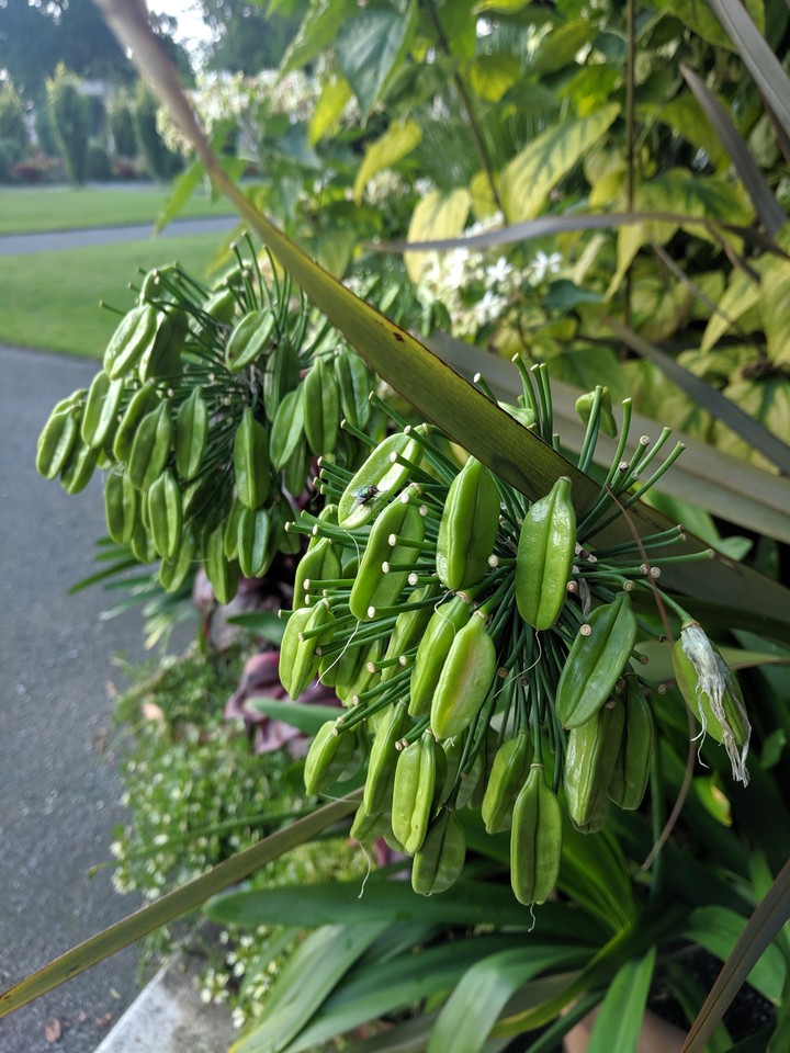 In Bloom