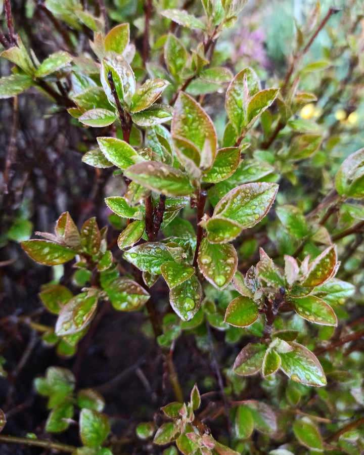 Spring, rainy leaves