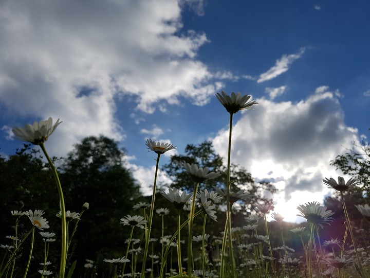 flower in the sky