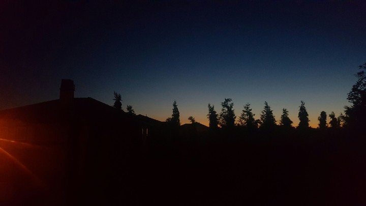 Trees on the Horizon