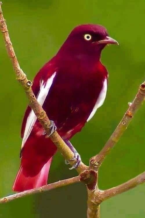 vermelho
