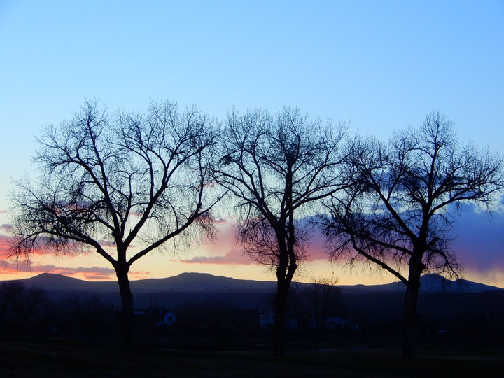 trees and volcano's