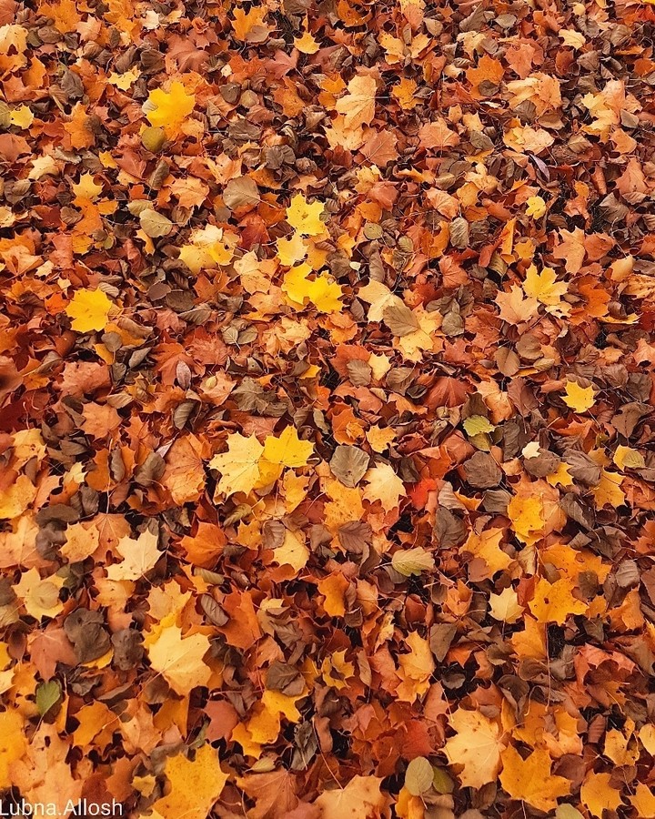 Fall