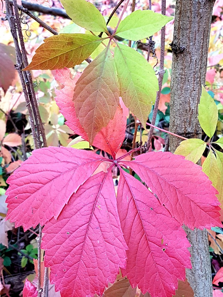 Leaf's