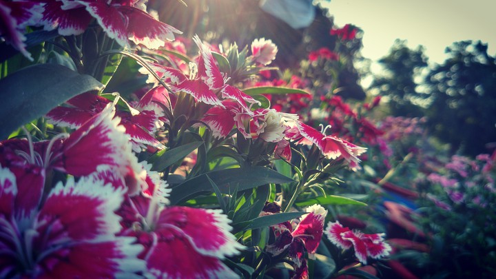 Flower