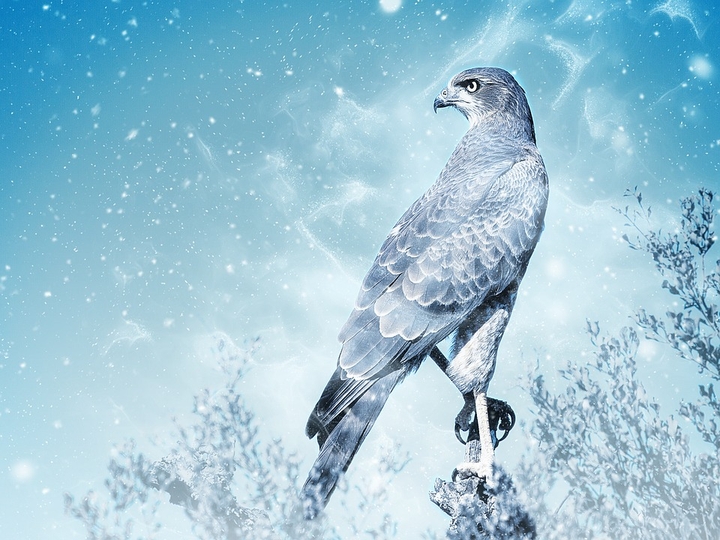 Eagle