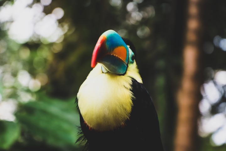 bird