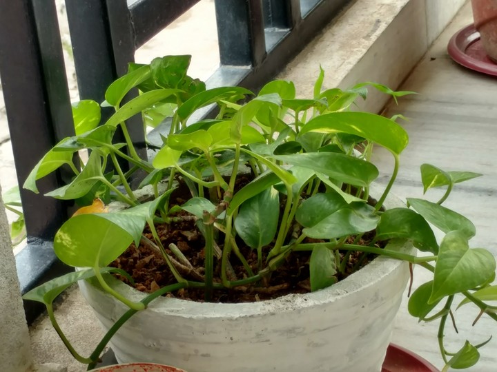 Phothos in white pot