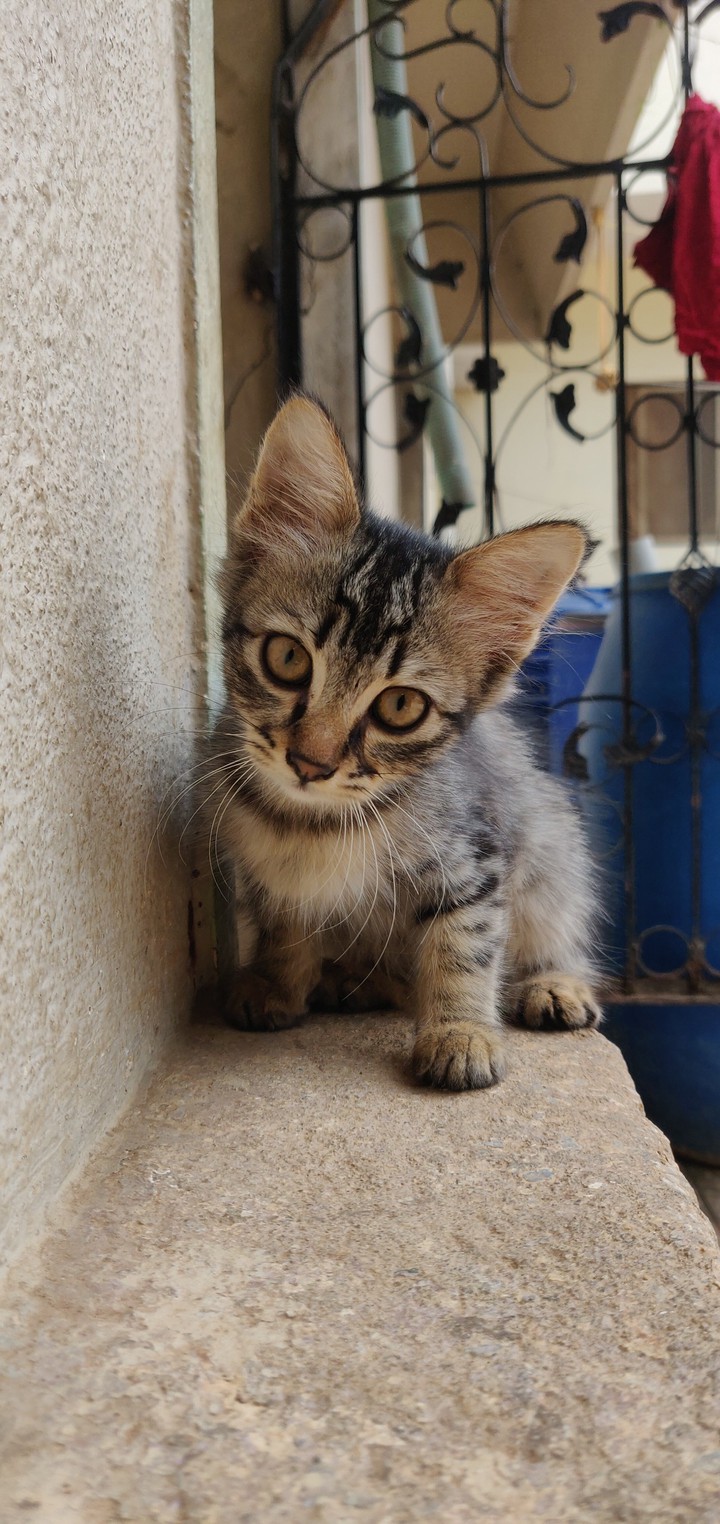 cutey cat