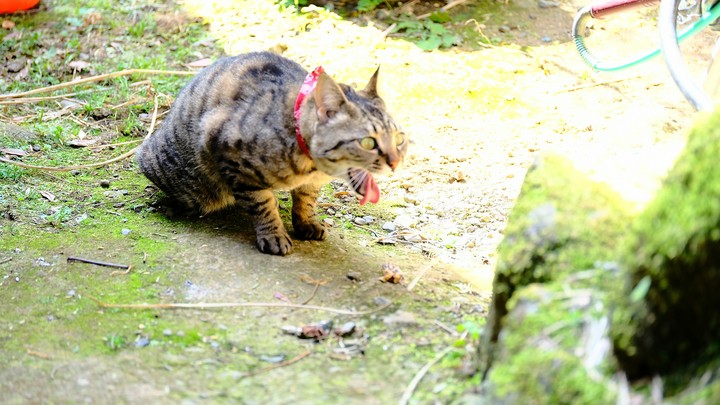 cat
