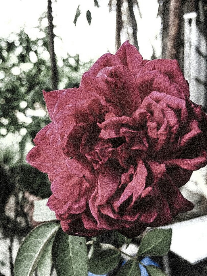 Flower .