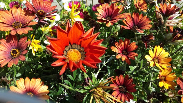 Red Flower