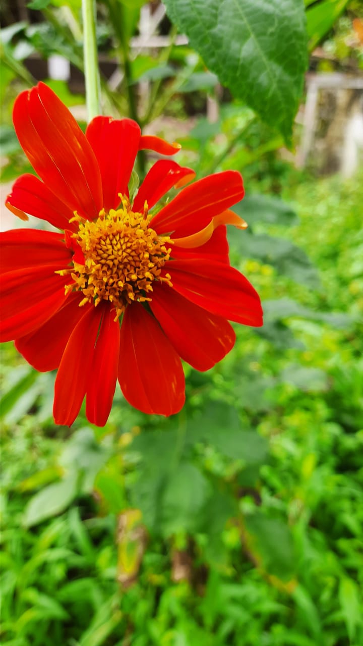 Droz Mexican Red Sunflower