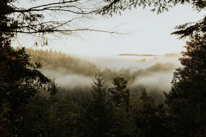 forest