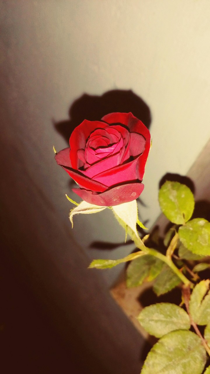 Red Rose Nightmode
