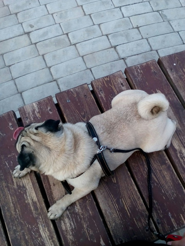 pug dog