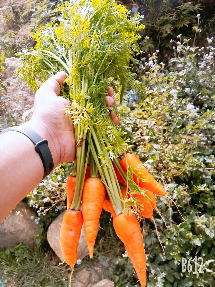 Fresh Carrots