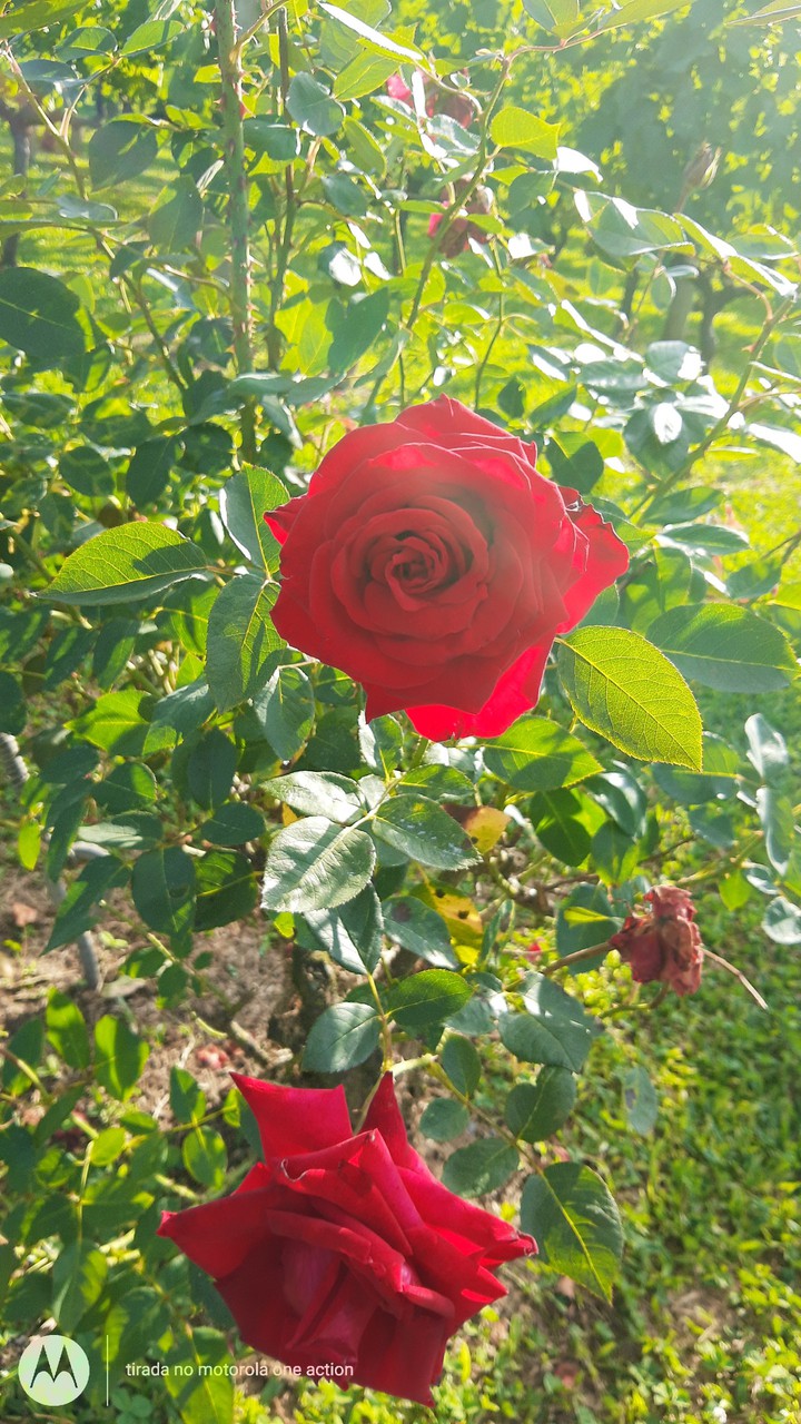 flowers