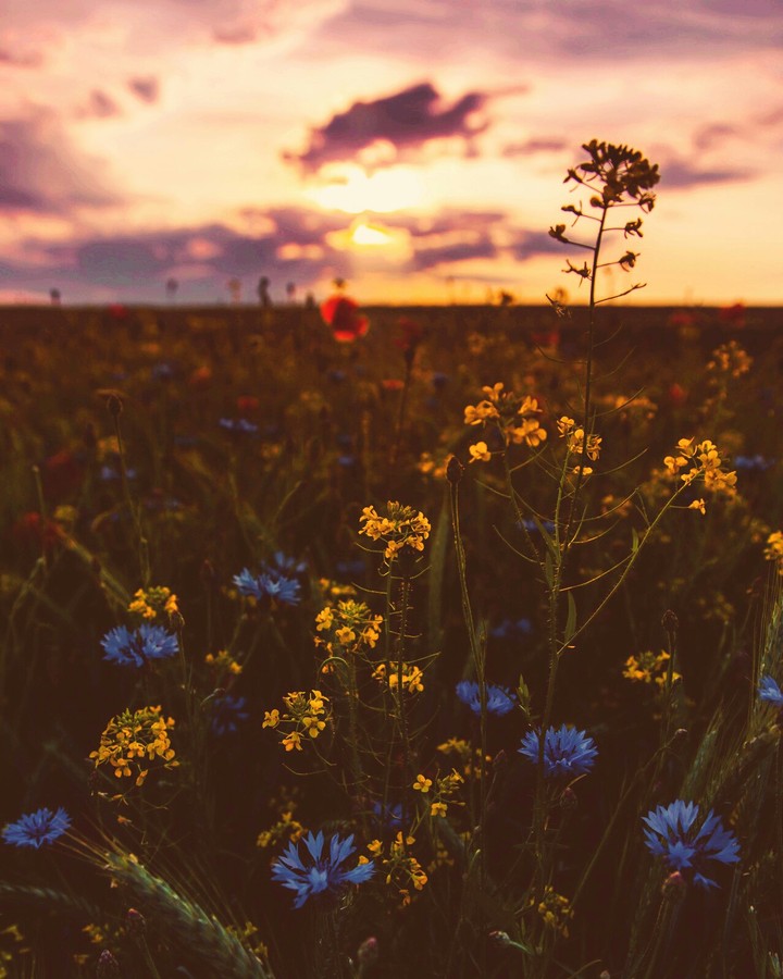 nature