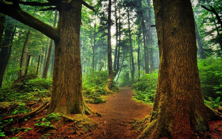into the woods