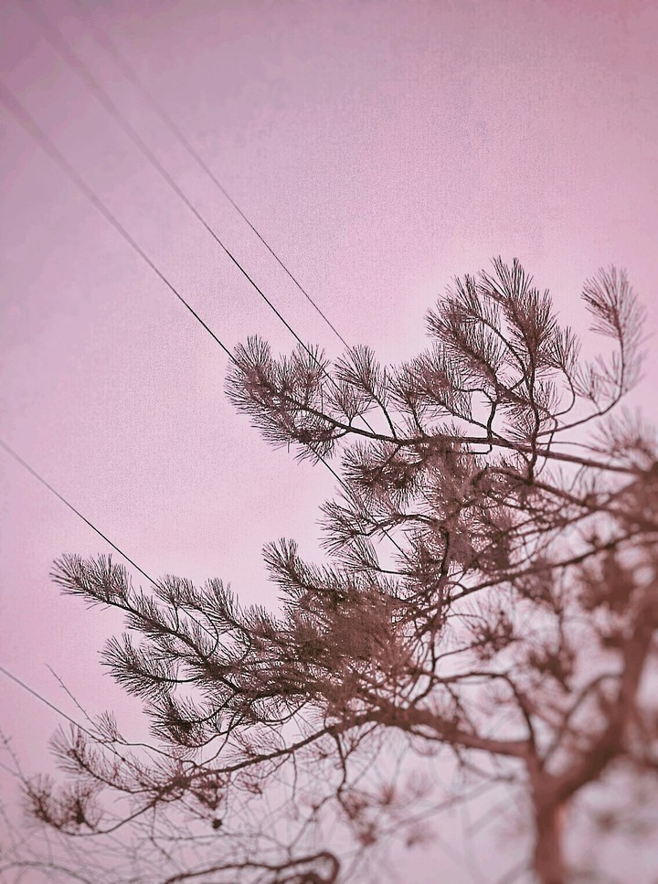 Evening