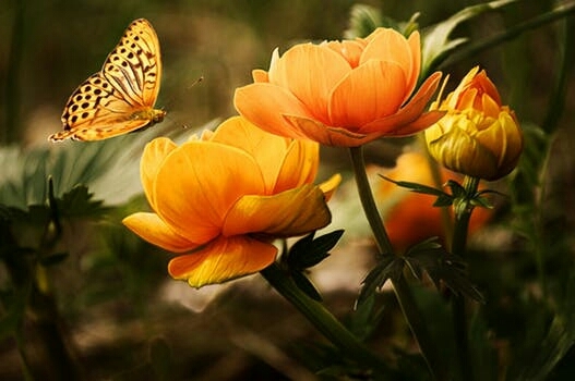 blossom