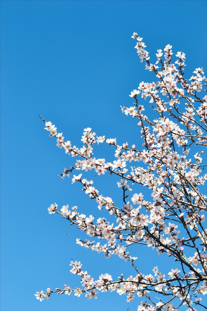spring