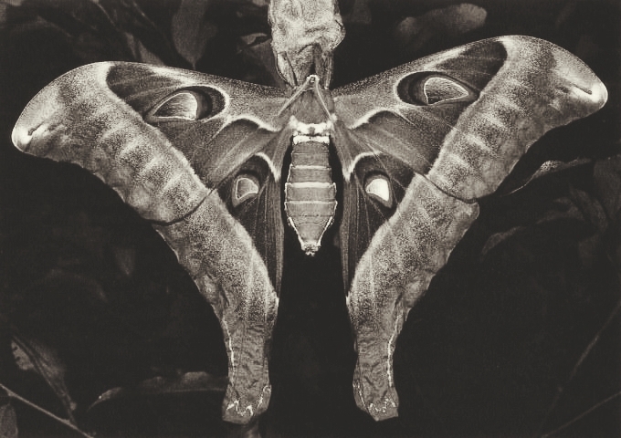 Le plus grand et majestueux des papillons.