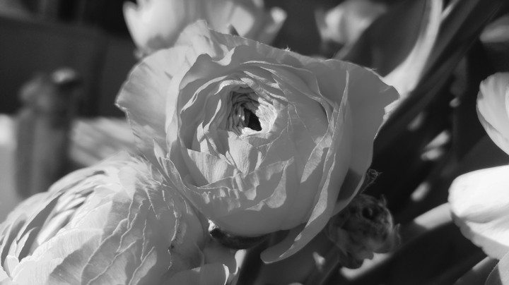 black & white
