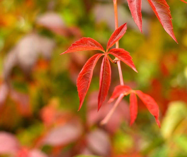 autumn leave