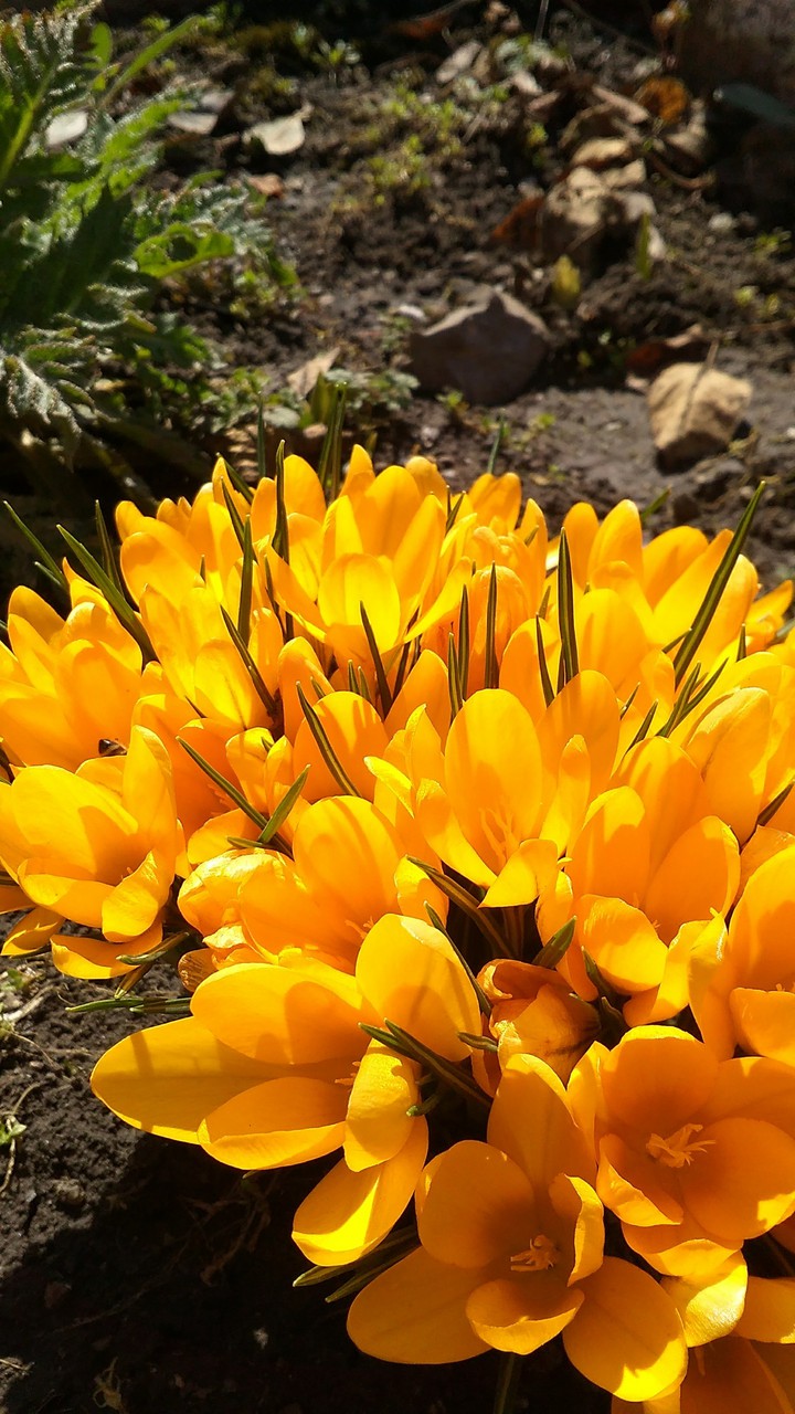And another flowers)