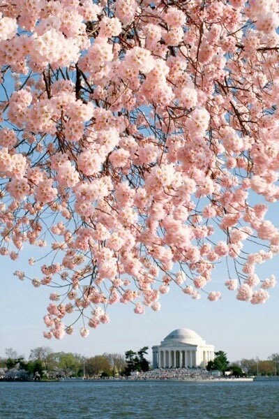 cherry blossoms