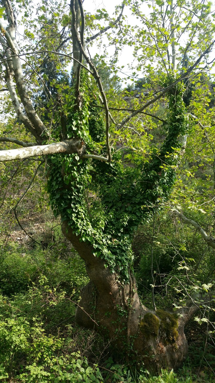 doğadan