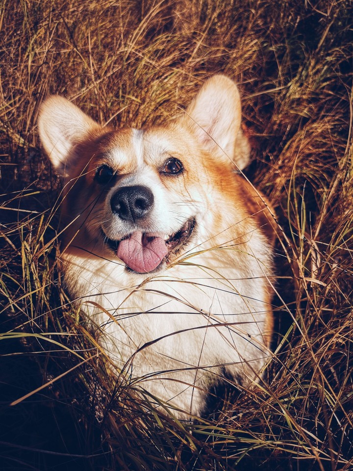 Dog.