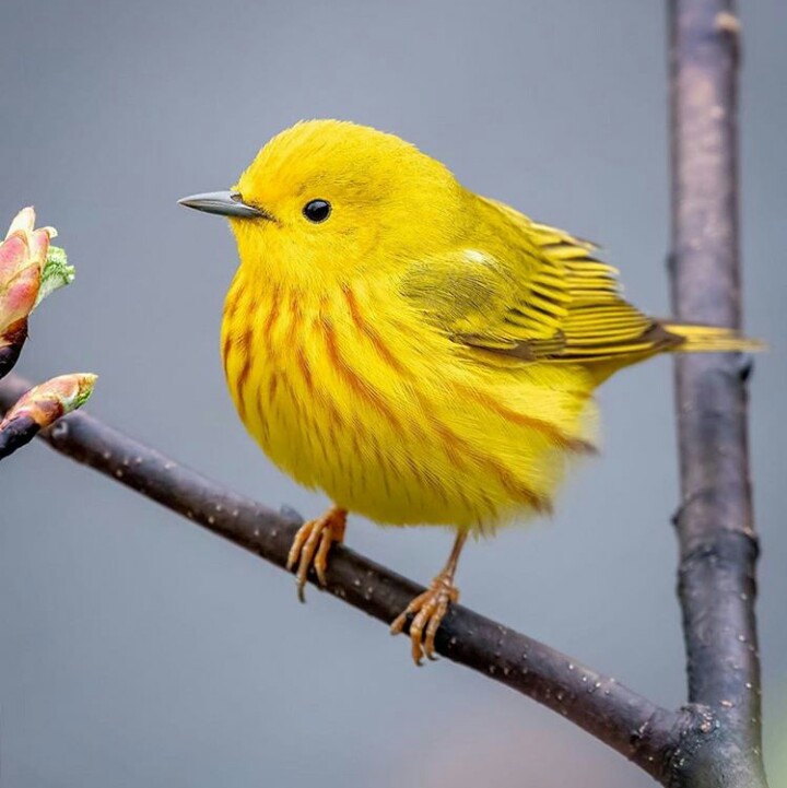 oiseaux⭐⭐⭐