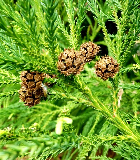 baby pinecone