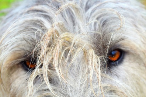 Eyes are soul reflection.