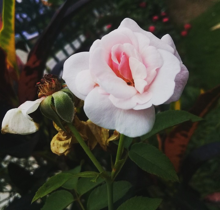 Pink flower
