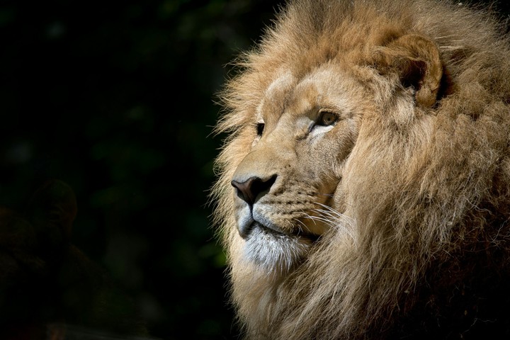 THE KING