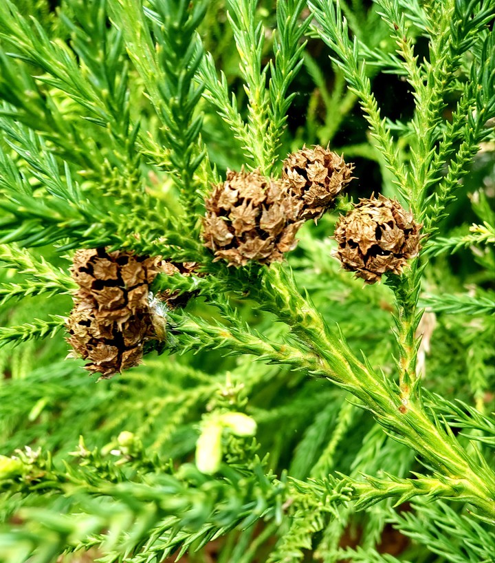 baby pinecone