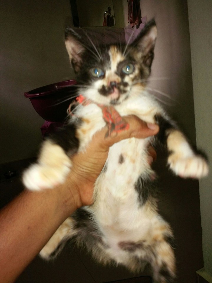 my favorite cat