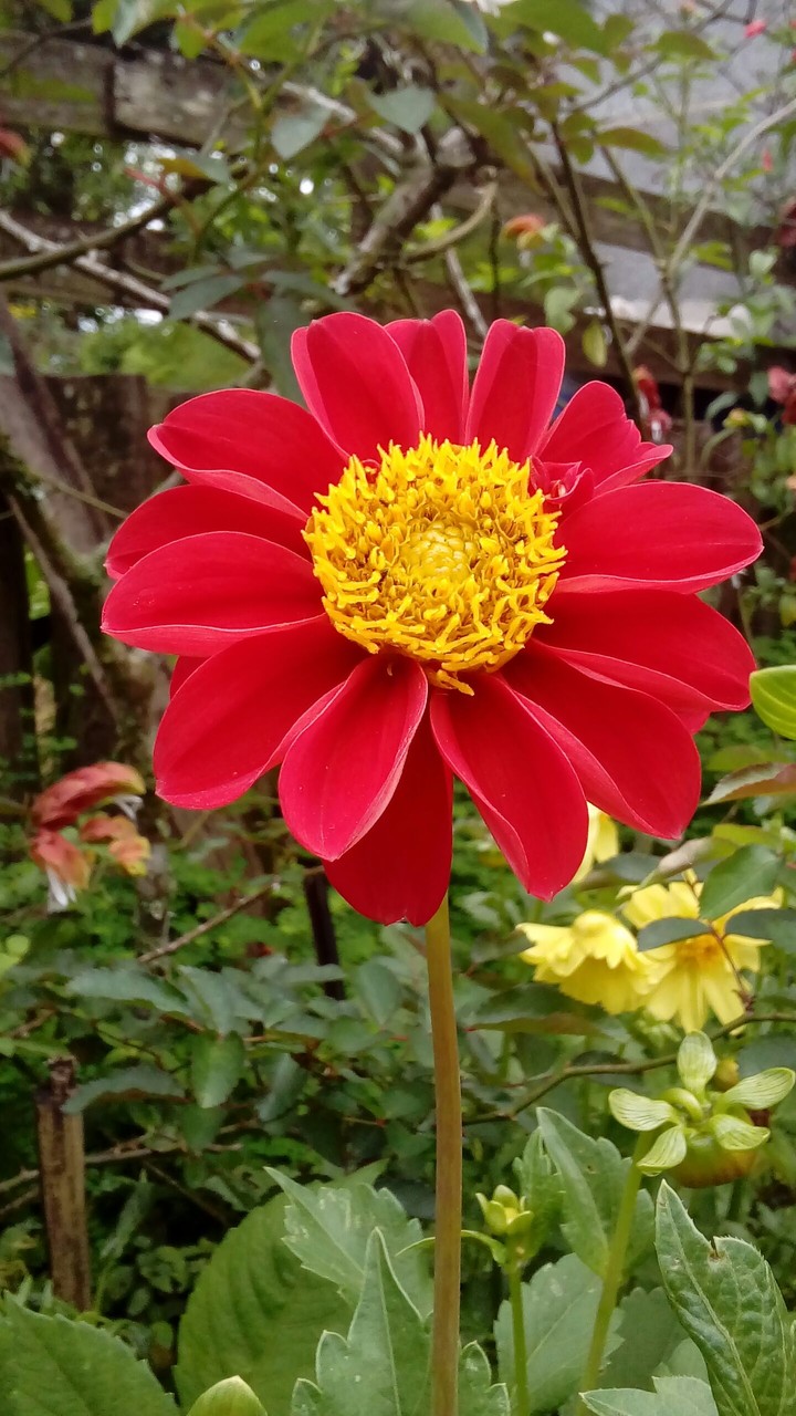 Flor Vermelha
