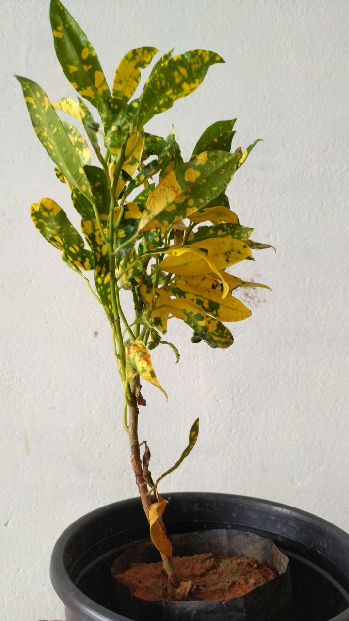 indoor plant